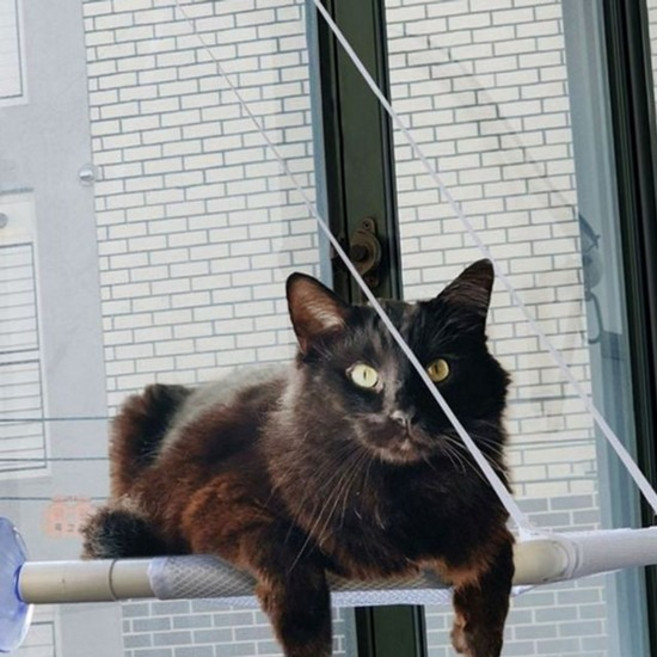 고양이 해먹 창문 해먹 반려동물 흡착식 침대 창가 부착형 창문형 타워 용품 고양이해먹, 없음