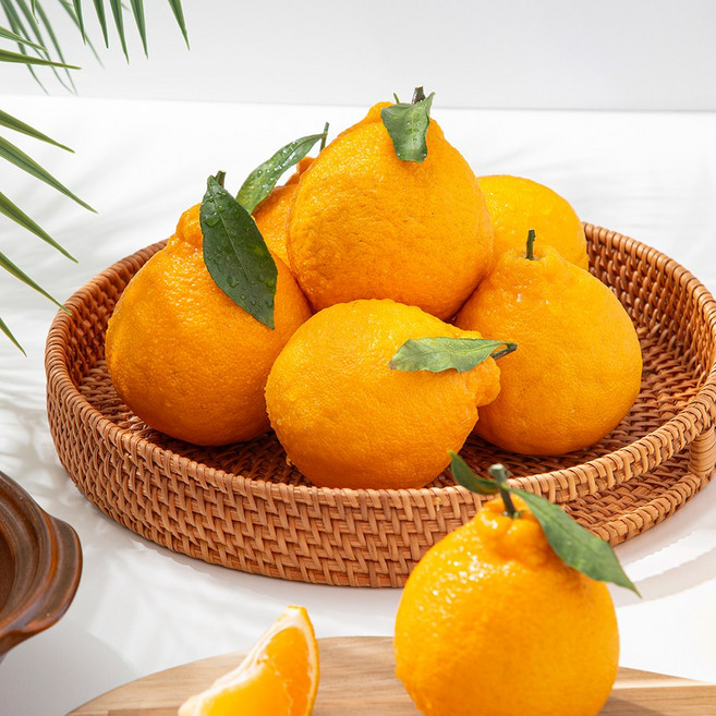 [더조은푸드] 제주 하우스 한라봉 혼합과 실중량, 1박스, 중소과 혼합과 2.5kg