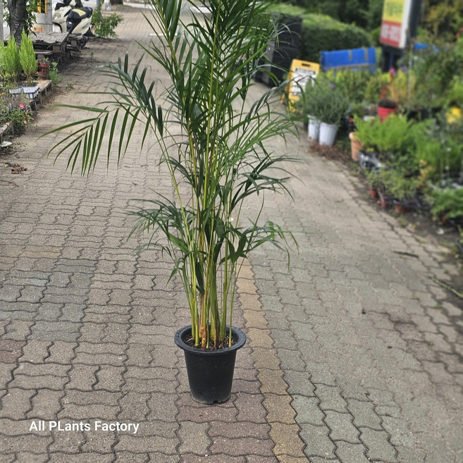 식물 공장 아레카야자 대품 반려식물 인테리어식물 공기정화식물 299S, 1개
