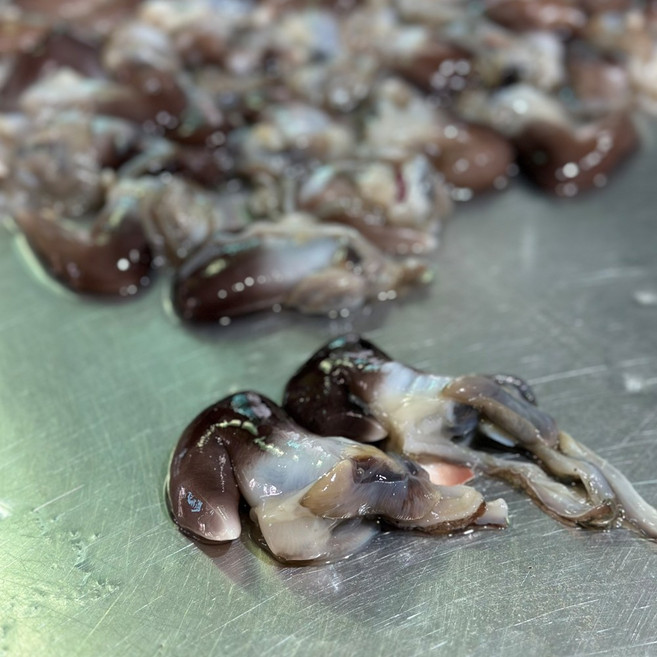 늘솔담 당일조업 여수 새조개 자연산 손질 생물 새조개살 300g, 1개