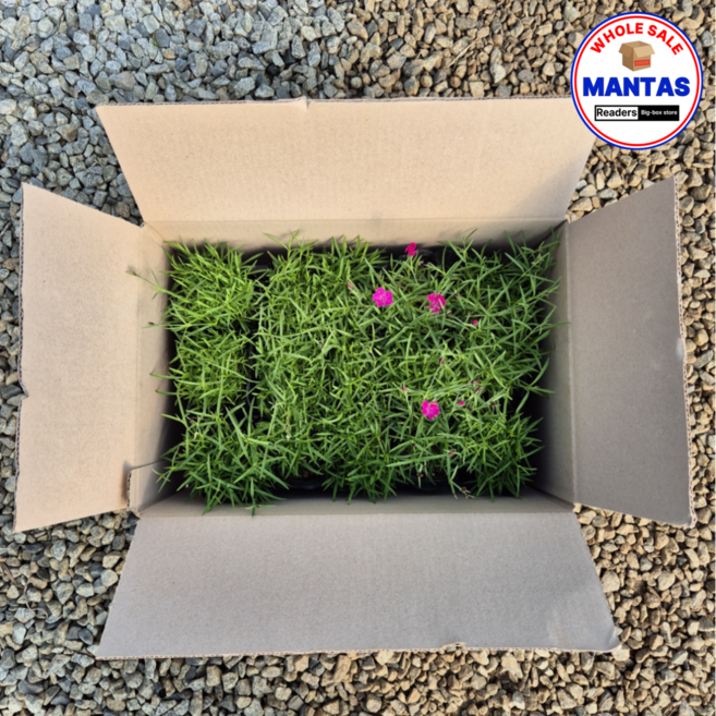 잔디패랭이 30개세트 사계패랭이 노지월동, 1개