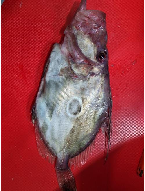 자연산 달고기 2-3마리 (30cm/500g) 반건조 달돔 구이 조림