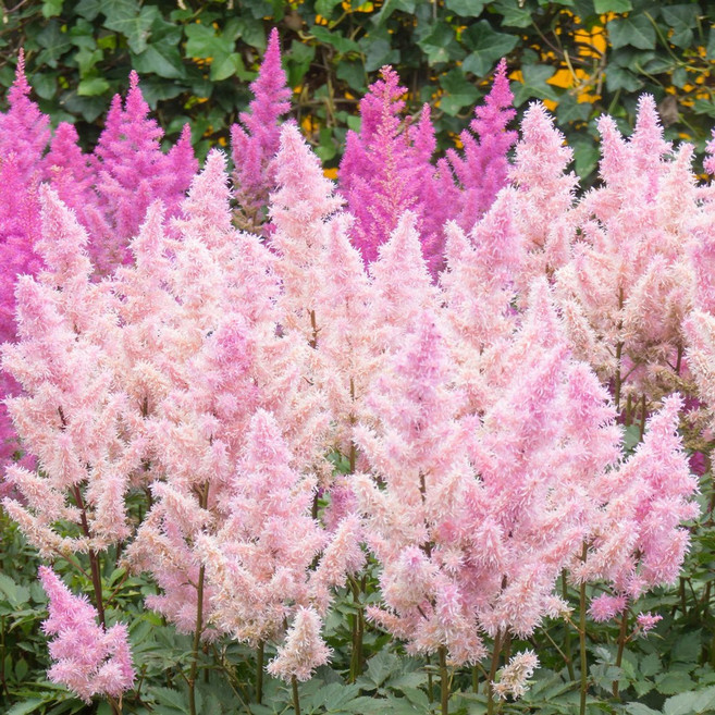 [큐가든] 아스틸베 숙근 유럽 직수입 뿌리 구근 특선 모음, 44.화이트베리, 1개