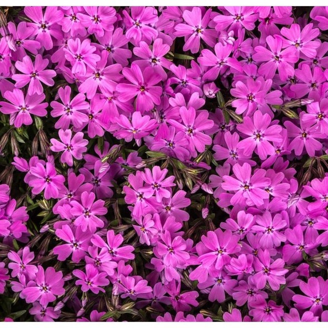 [해찬농원]꽃잔디 1판 (4치 24개입) 지면패랭이꽃 꽃잔디모종, 빨강, 2세트