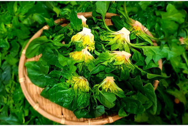 (가락시장까망콩) 해풍맞고 자란 달고 맛있는 비금섬초 남해노지 재래종 시금치 1kg 3kg 10kg, 1개