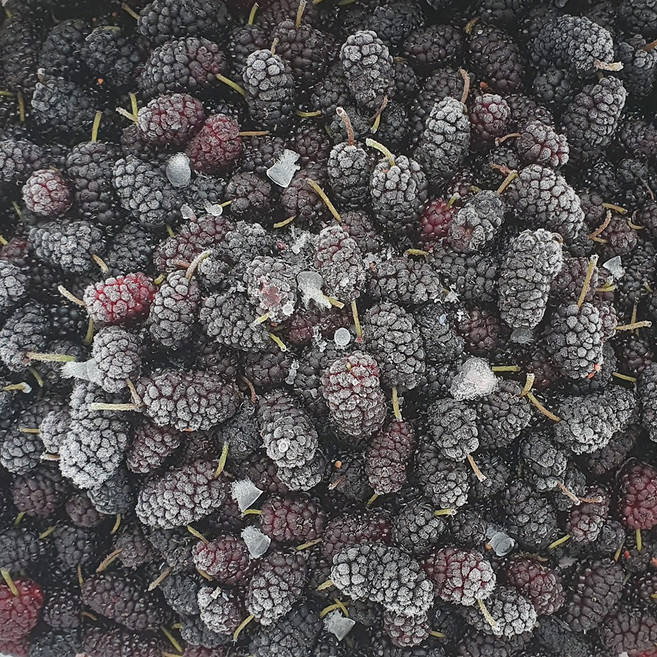 자연진리 나주 햇 청일 오디 2kg 5kg 특품 급냉, 1개