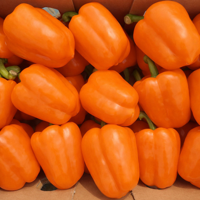 농진사 주황 파프리카 국내산, 1박스, 5kg