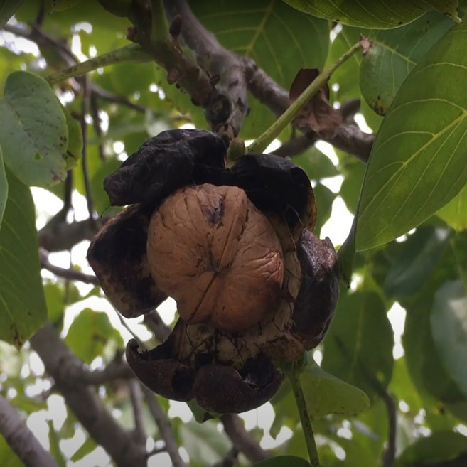 호두나무 호두(신령) 실생5년 분, 1개