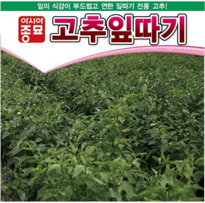 고추 잎따기 고춧잎 일반종 1kg 고추 종자 씨 씨앗 채소 아시아종묘, 1개