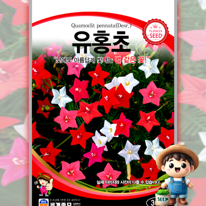 유홍초 30립 원예 관상 조경 화단 용 꽃 씨 씨앗 종자 세계종묘, 1개