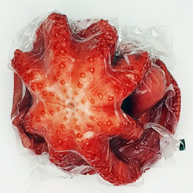 자숙 문어 제수용, 1개, 900g