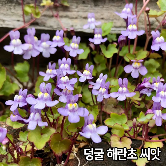 덩굴 해란초 씨앗 30알 애기누운주름잎 종자 지피식물, 1개