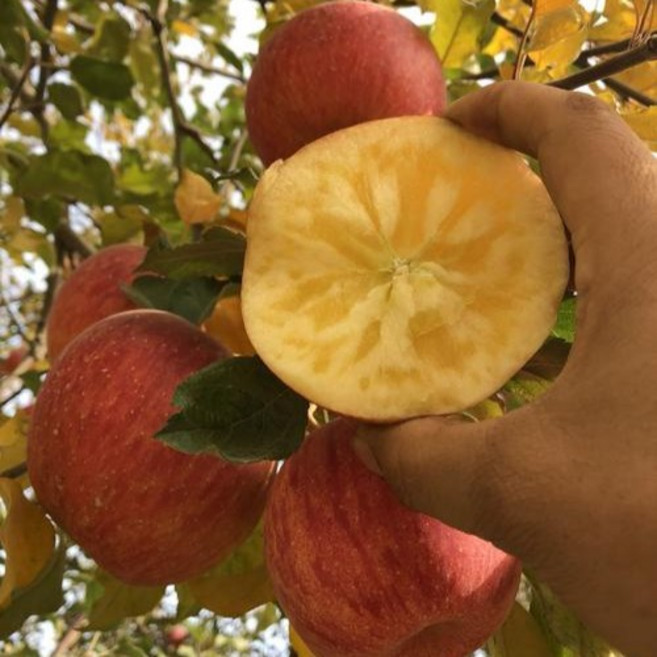 [마진폭격딜]지갑수호 파워직송 수분깡패 맛자부심 못난이사과, 1박스, 3kg