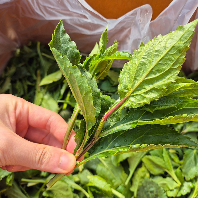 제주산 취나물 생취나물 당일수확 산지바로발송 2kg, 1박스, 4kg