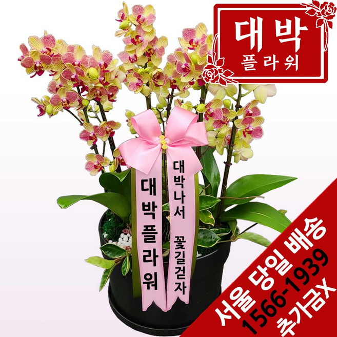 대박플라워 골드미니 호접란 승진선물 취임 영전 이전 개업선물 부모님선물 꽃배달, 1개