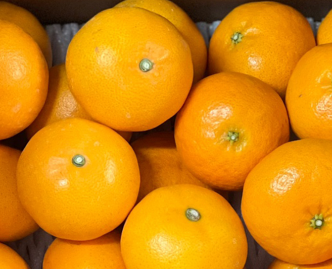 지팜 제주도 레드향 3KG 선물용, 1박스, 지팜 선물용 레드향 3kg (8~12과)