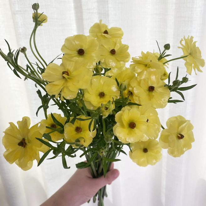 오후의 꽃 버터플라이 라넌큘러스 꽃다발 배송 꽃배달 싼곳 생화택배, 1개, 버터플라이 라넌큘러스 노랑