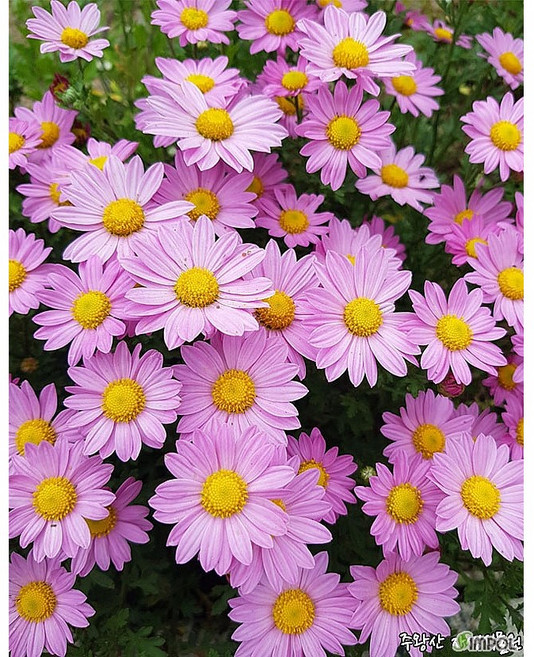 구절초 분홍꽃 10cm 포트 야생화 다년초 숙근초 양지식물 월동야생화 꽃보러가자, 1개