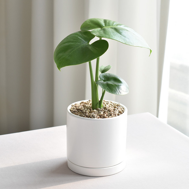 몬스테라 공기정화식물 프리미엄 세라믹화분, 몬스테라(세라믹원형11호), 1세트