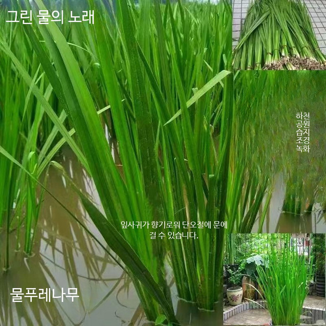 수생식물 노란색 붓꽃 묘목 물에서 키우는 수경재배식물 수초 습지 녹화용, 10개, 흙 없이 맨 뿌리 10개