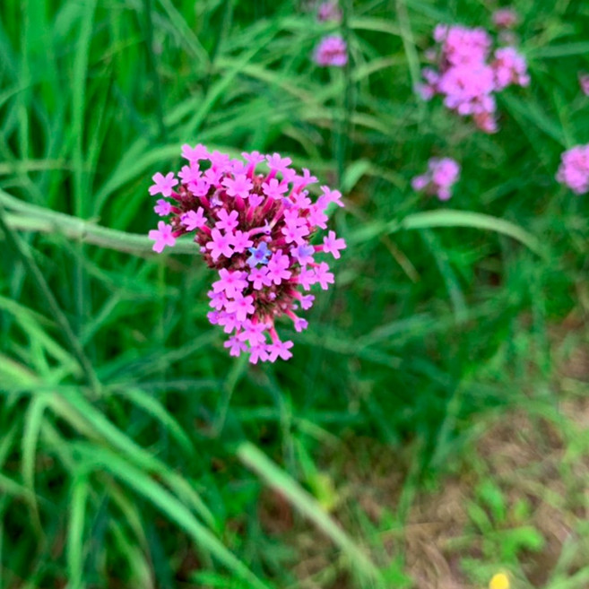 순희농장 사사조릿대 사사조릿대모종 사사조릿대화분 정원수 조경수 야생화, 20개