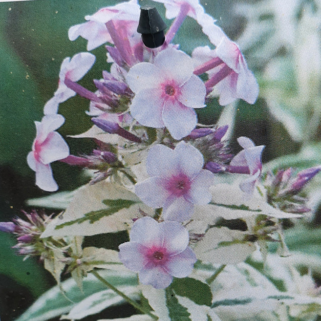 야생화피어나라플라워 무늬플록스 (노라리히) 1Set 3포트