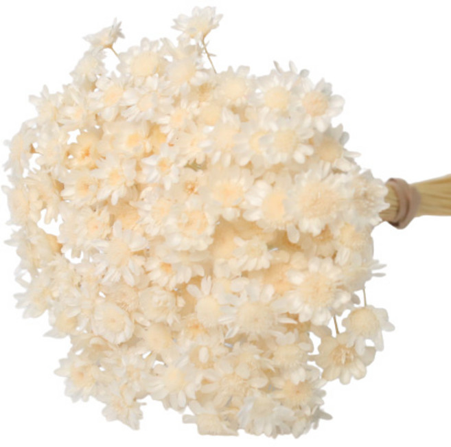 로맨틱노벰버 프리저브드 스타플라워, 화이트 150송이