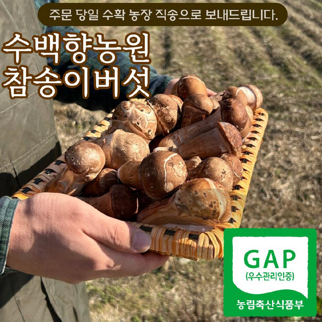(농가직배송) 미네랄 품은 생참송이버섯 알뜰형(가정용) 500G (50개한정), 1박스, 약 500G