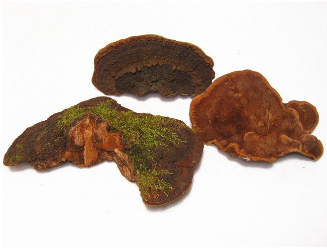 국내산 자연산 상황버섯, 1개, 1kg