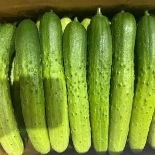 아삭한 국산 백오이 백다다기오이 10kg, 1개, 10g