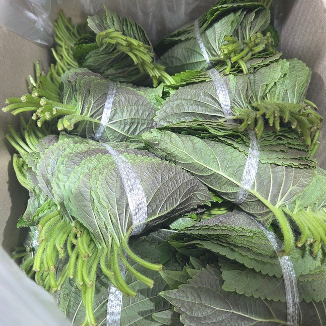 신선한 깻잎 대용량 가정용 업소용 쌈채소 깻잎장아찌, 1박스, 2kg
