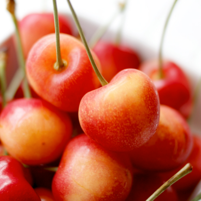 착한가격 나무생각 / 체리나무 / 레이니어 / 접목1년 / 1등묘