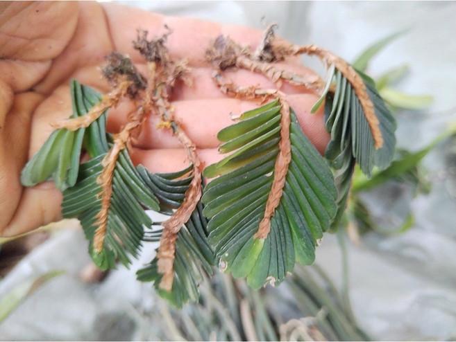 苔鑽 石荷葉 金線吊芙蓉 老虎 雨林植物 草本植物 觀葉植物, 1個, 1株樓梯草（裸根寄送）,約2-5公分左右
