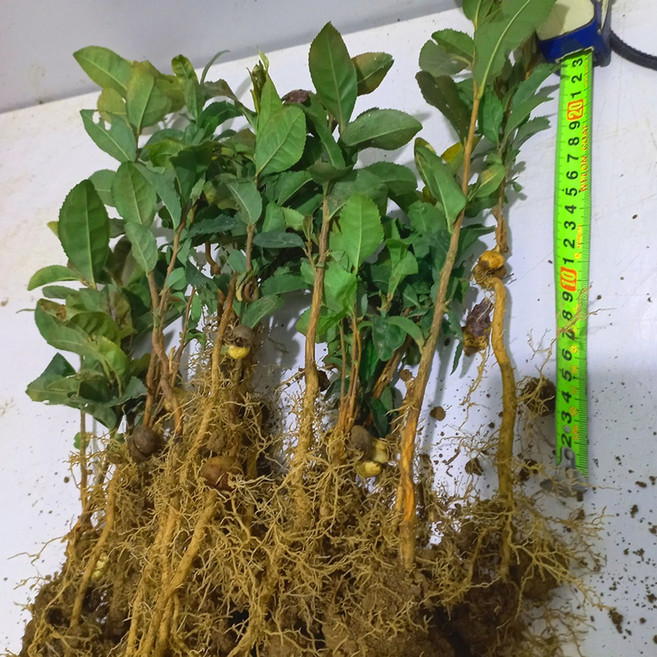 [이삽저삽]녹차나무 묘목 30주(키20-30cm내외/2년생) 차나무 차묘목 차꽃 차열매 조경용 관상용/ 식용.약용식물 건강나무 웰빙식품 음식재료, 1개