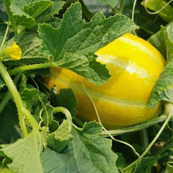 싱싱한 참외 10kg 대용량 농부네 부부농장, 1박스, 02.싱싱참외 10kg 비품 꼬마or소과