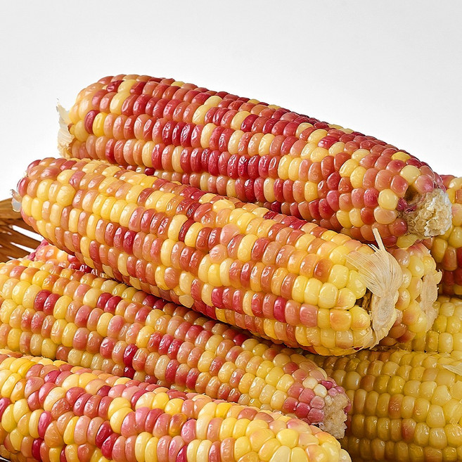 쫀득한 냉동 홍찰옥수수, 15개, 특대