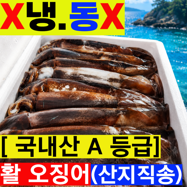 [특품1++등급] 국내산 오징어 횟감용 생물 초코오징어, 1박스, 4kg(특품)