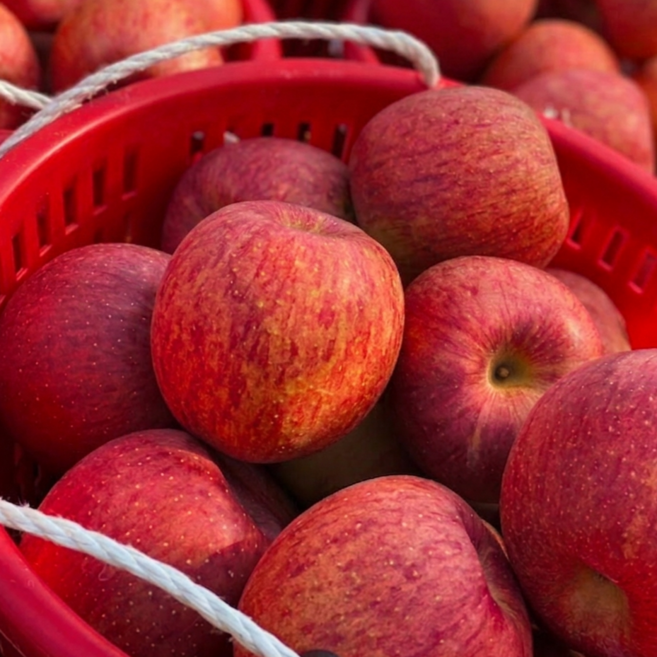 [특가] 아삭달콤 산지직송 정품 부사 사과, 1박스, 2kg