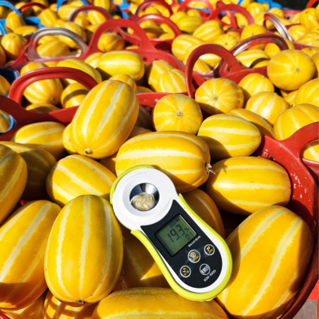 [꿀당도보장] 초고당도 성주 참외 산지직송, 1개, 가정용 중과 1.5kg 4과~8과