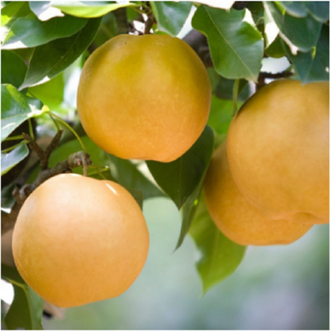 [한정특판] 특 프리미엄 25년햇배 최고급 당도높은 울주배 신고배 3kg 5kg 나주배 울산배 울주 서생 햇 배, 1박스