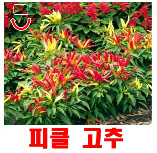 희귀씨앗 달콤한 피클 고추 씨앗 5 립, 1개