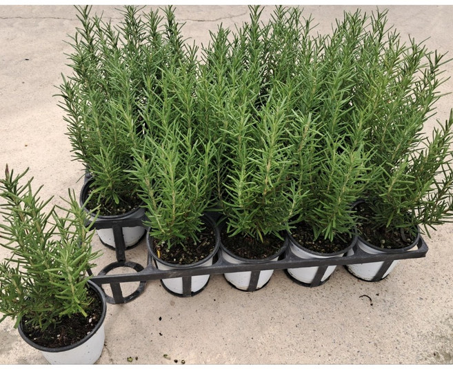 4개발송 묶음발송 로즈마리 소품 허브 로즈마리 차 잎 식물학박사, 1개