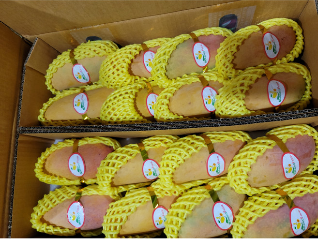 태국산 프리미엄 무지개 망고 마하차녹 고당고 생과, 1개, 마하차녹 망고 2kg 4-6과