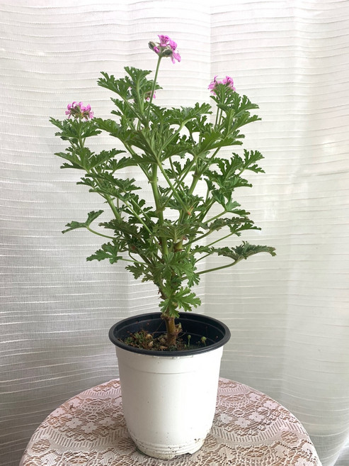 여름식물 모기퇴치식물 구문초 중품 로즈제라늄 35~55cm 69, 1개