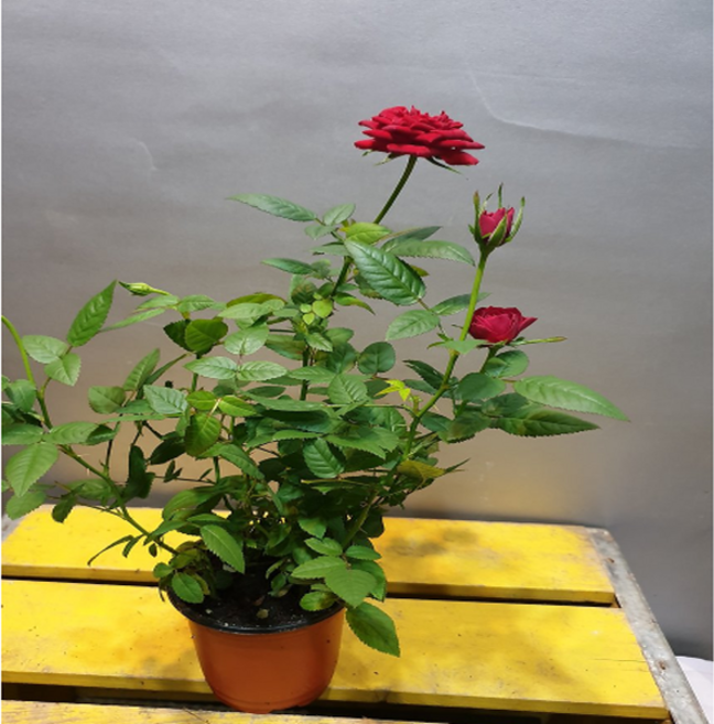 에덴농원 명품빨강장미(노오지월동가능) 재입고 일년에 몇번꽃이피어요, 1개