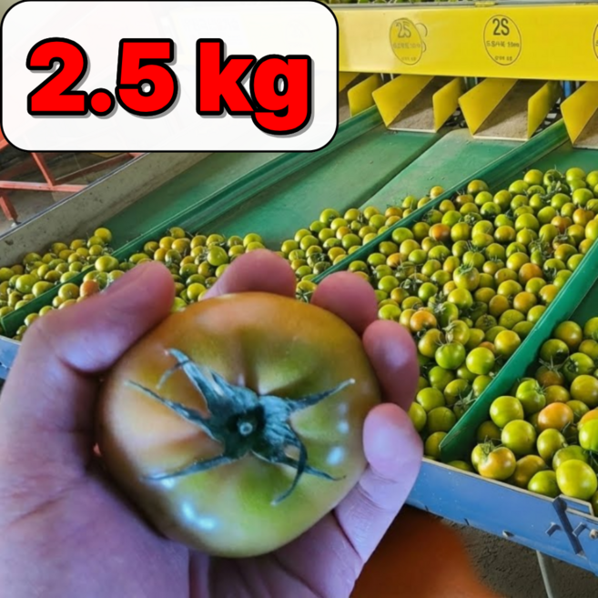 [초특가] 부산 대저토마토 짭짤이 못난이, 1박스, 못난이 2.5kg (2S-L)
