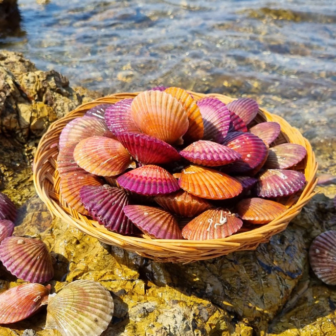 [당일조업] 청담농수산 국내산 통영 홍가리비, 1개, 3kg (정품)