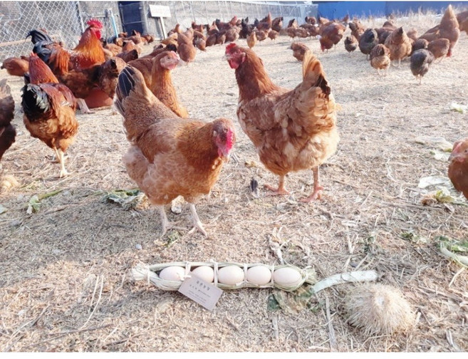 한국인의 밥상이 인정한 계룡산 토종닭 (18호) 1마리(냉동) chicken, 1.8kg, 1개