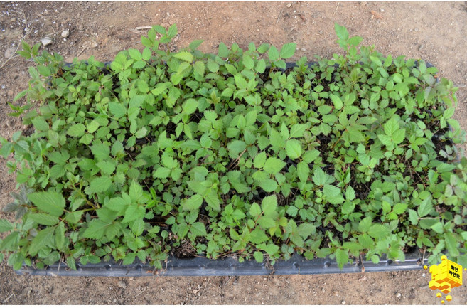 화천 자연애 눈개승마(삼나물) 모종 100구(트레이) 1판 (2년생), 1개