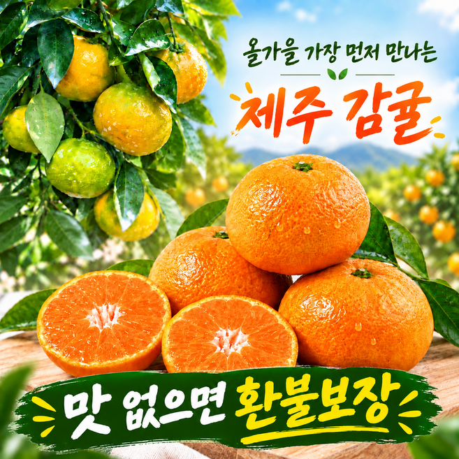 [26년 첫수확특가] 제주 노지감귤 고당도 조생귤, 1박스, 중대과3kg
